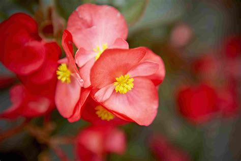 types of begonias